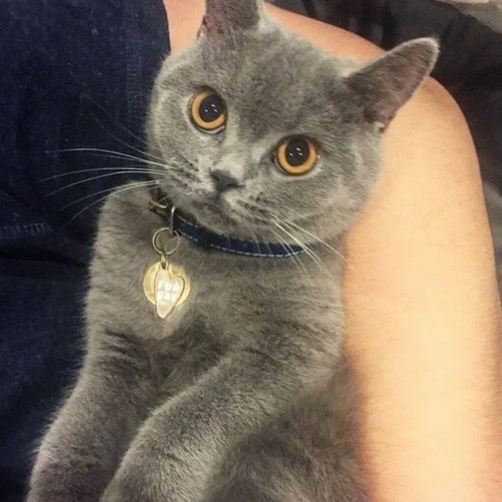Hello Harriet Cat keychain and 'Fur Bae' Collar Tag